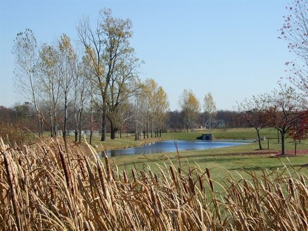 Park with Tall Grass and Pond Area