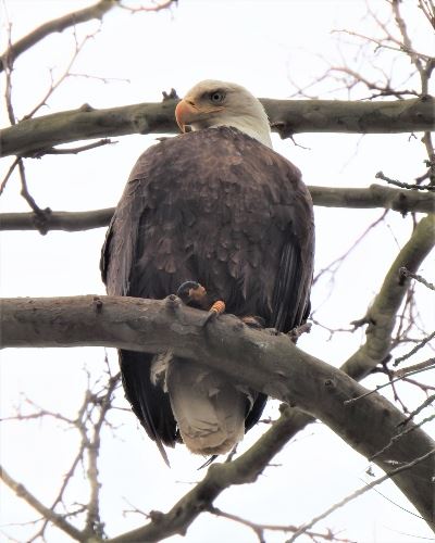 Eagle Eye 19-Up resize