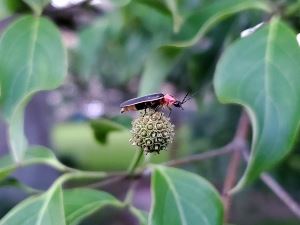 A Sign of Summer 19-Uprresize