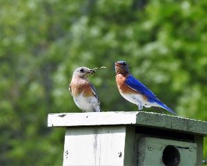 Bluebifrd parents about to feed babies 19-Up resize
