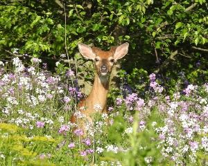 Deer posing in Spring flowers 19-Up resize