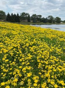 Early Summer Splendor 19-Up resize