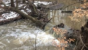 Exploring the Woods 13-19resize