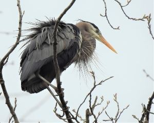 Heron in Heronry 19-Upresize