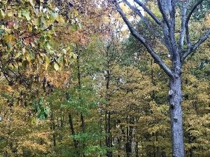 Leaves Falling in the Backyard 12-Under resize