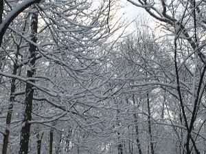 Snowy Day 12-Underresize